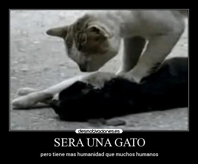 SERA UNA GATO -