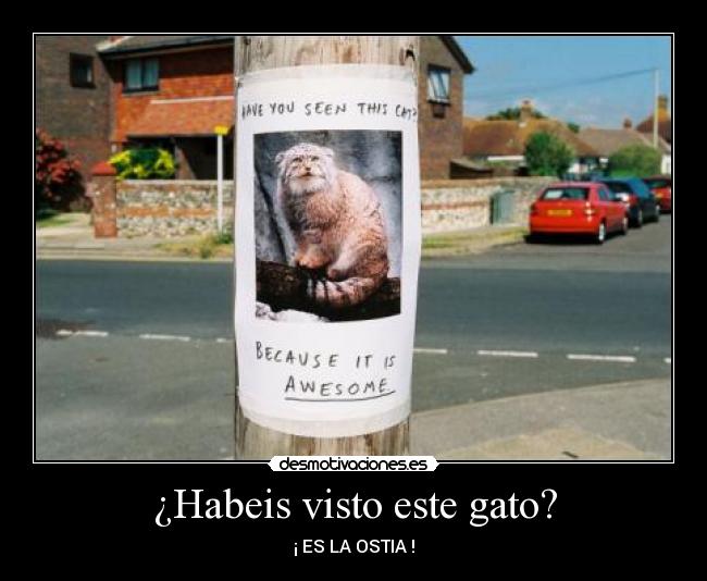 ¿Habeis visto este gato? - ¡ ES LA OSTIA !