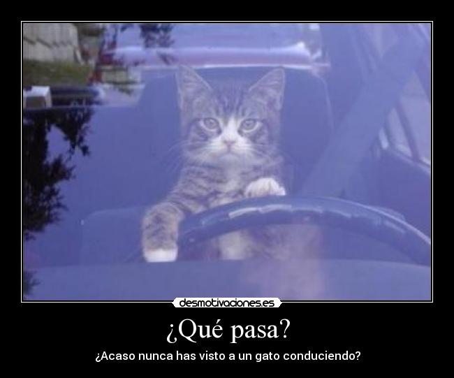 ¿Qué pasa? - ¿Acaso nunca has visto a un gato conduciendo?