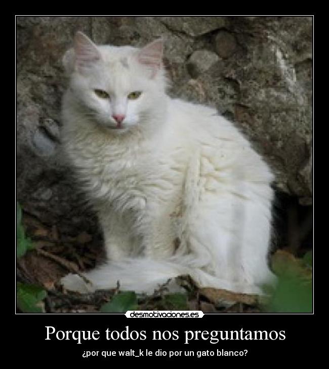 Porque todos nos preguntamos -