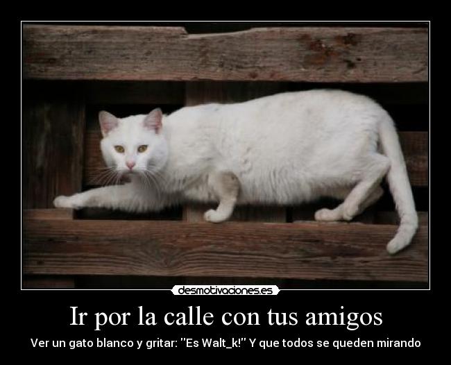 carteles amigos gato desmotivaciones