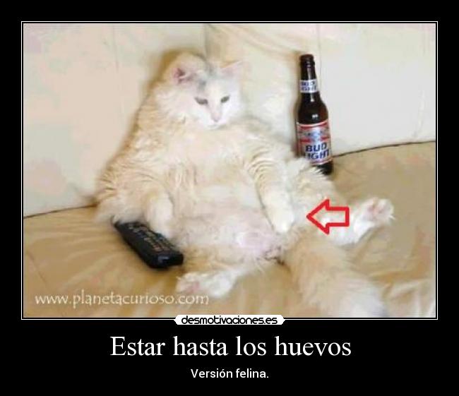 Estar hasta los huevos - Versión felina.