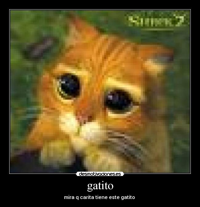gatito -