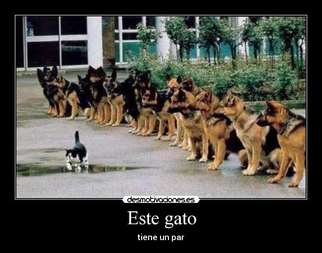 Este gato - tiene un par