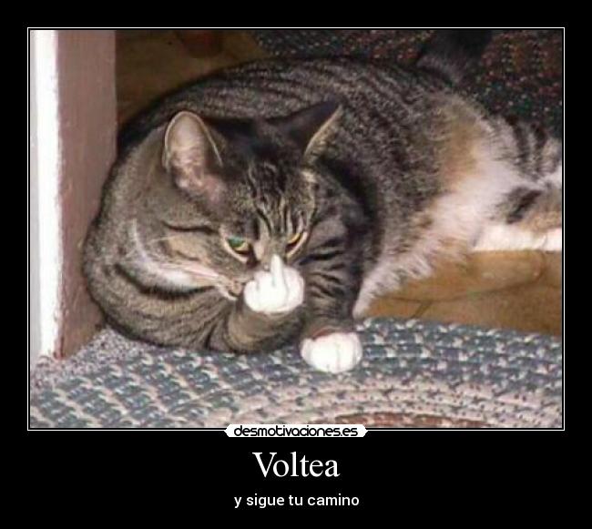 Voltea - 