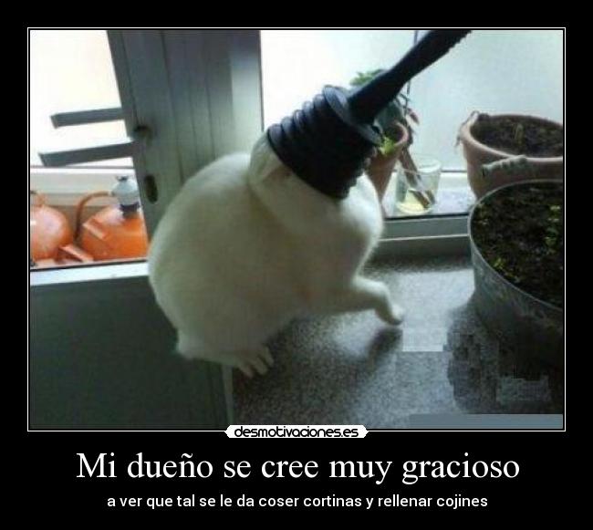 Mi dueño se cree muy gracioso - 