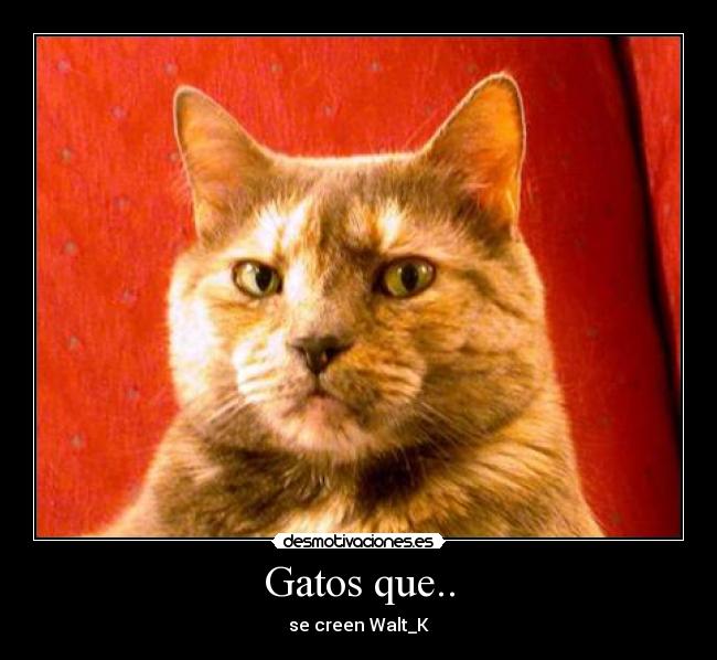 Gatos que.. - se creen Walt_K