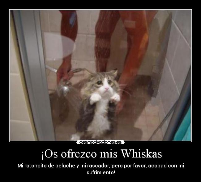 ¡Os ofrezco mis Whiskas -