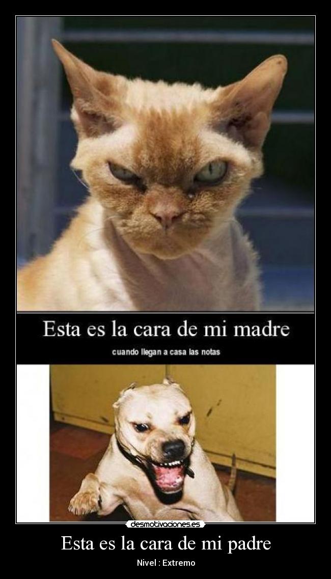 Esta es la cara de mi padre - Nivel : Extremo