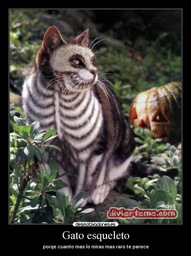 Gato esqueleto - porqe cuanto mas lo miras mas raro te parece