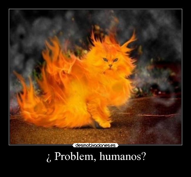 carteles gatos humor graciosos fuego problem humano meme desmotivaciones