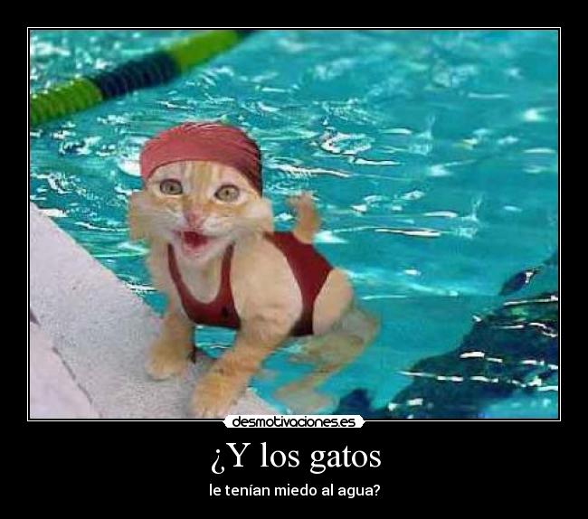 ¿Y los gatos - le tenían miedo al agua?