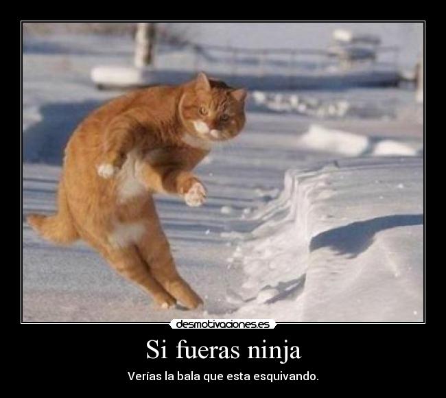 Si fueras ninja - Verías la bala que esta esquivando.