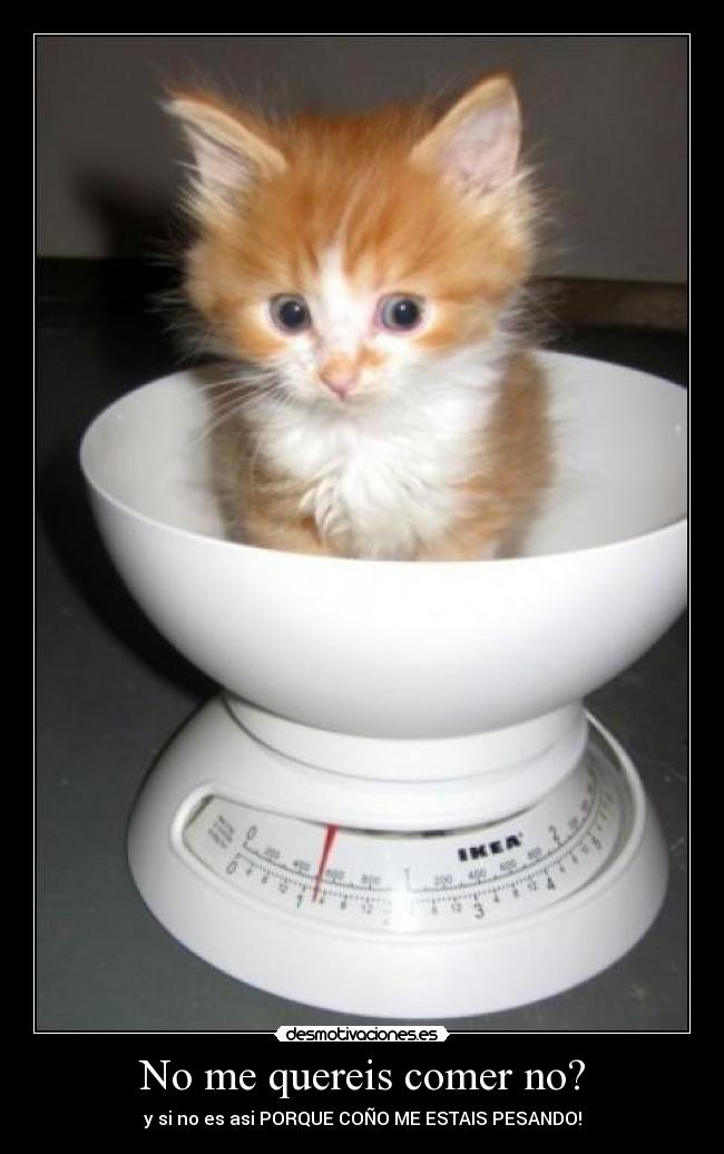 No me quereis comer no? - y si no es asi PORQUE COÑO ME ESTAIS PESANDO!