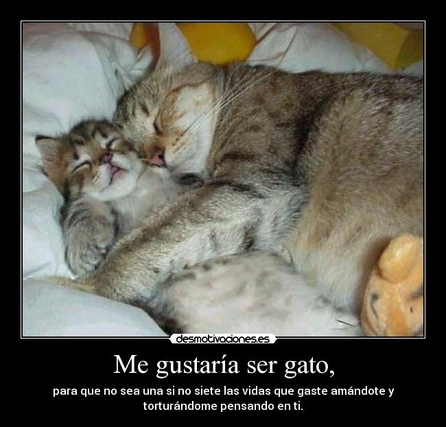 Me gustaría ser gato, - para que no sea una si no siete las vidas que gaste amándote y
torturándome pensando en ti.