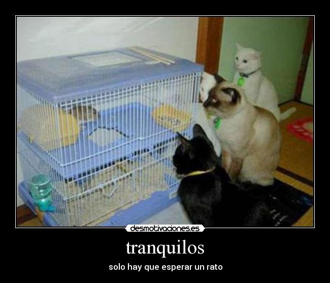 tranquilos -