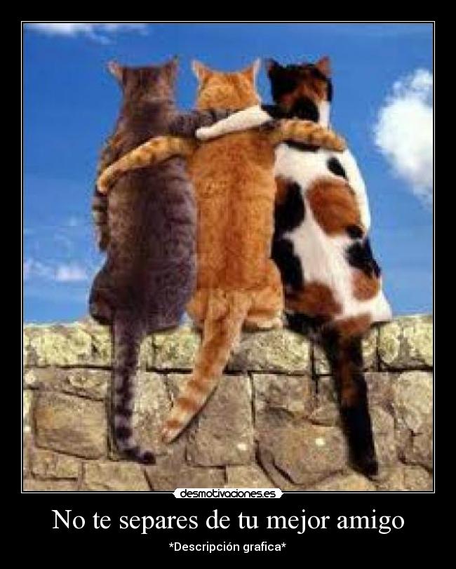 carteles gatos desmotivaciones