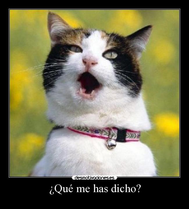 ¿Qué me has dicho? - 