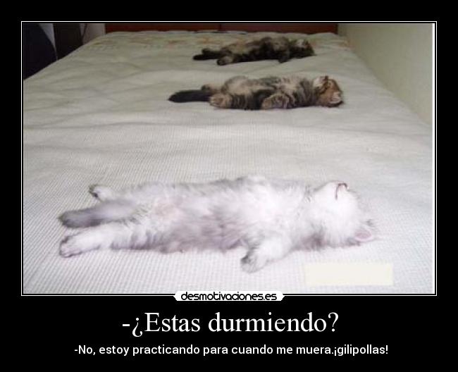 -¿Estas durmiendo? -  -No, estoy practicando para cuando me muera.¡gilipollas!