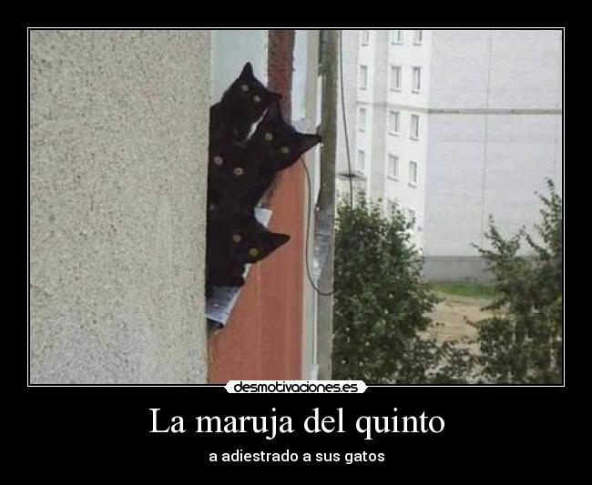 La maruja del quinto - a adiestrado a sus gatos