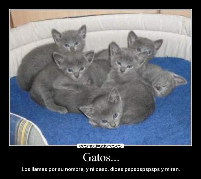 Gatos... - Los llamas por su nombre, y ni caso, dices pspspspspsps y miran.