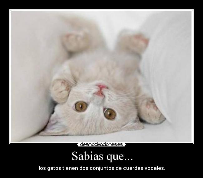 Sabias que... - los gatos tienen dos conjuntos de cuerdas vocales.
