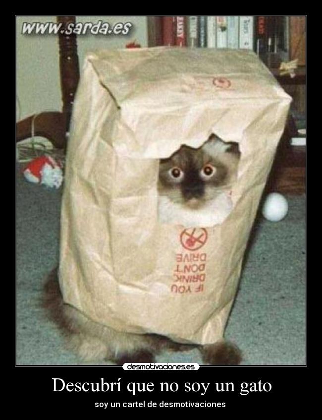 Descubrí que no soy un gato - 