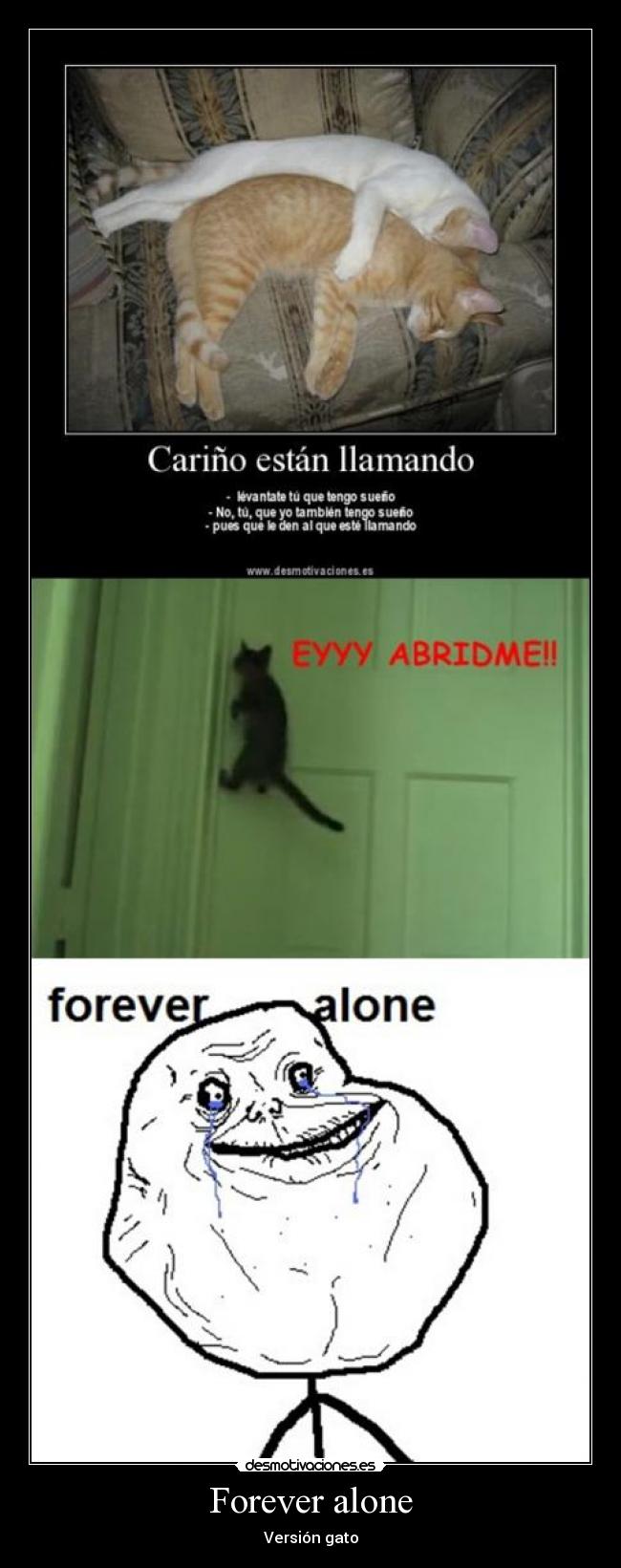 Forever alone - Versión gato