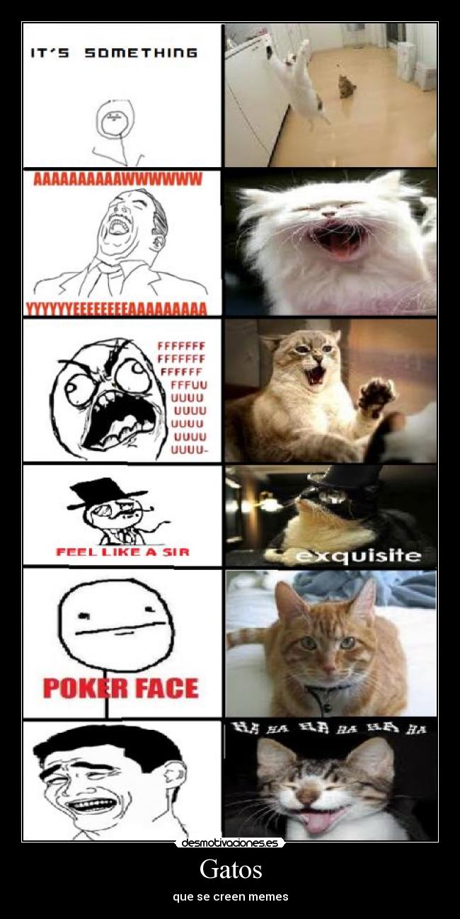 Gatos - que se creen memes