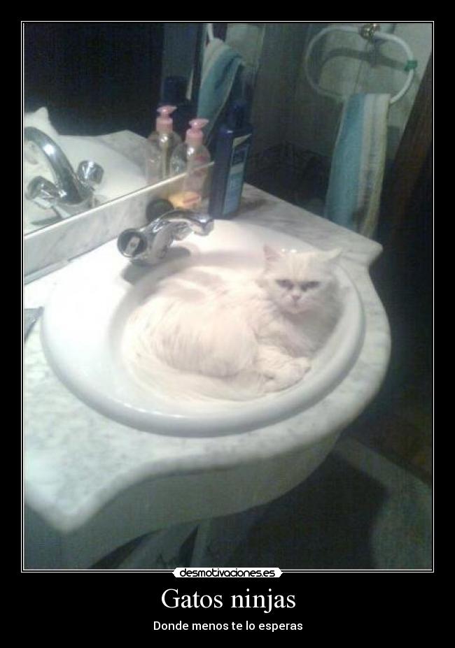 Gatos ninjas - Donde menos te lo esperas