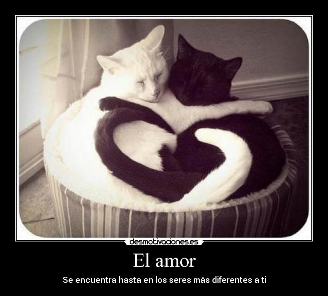 El amor - Se encuentra hasta en los seres más diferentes a ti