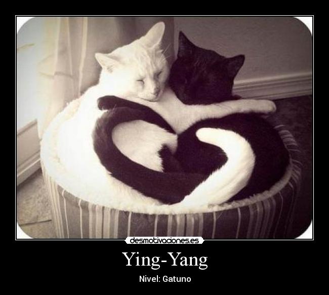 Ying-Yang - Nivel: Gatuno
