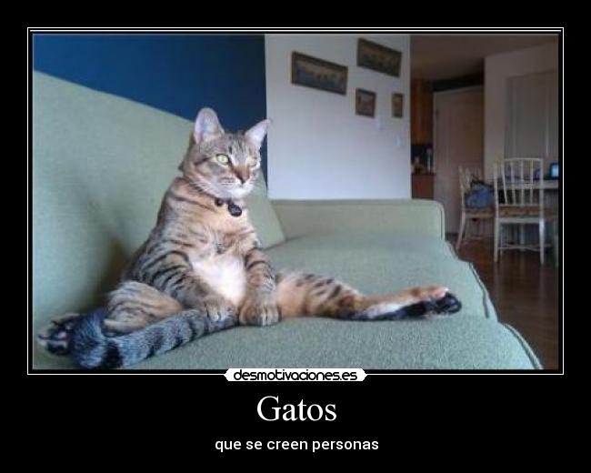 Gatos - 