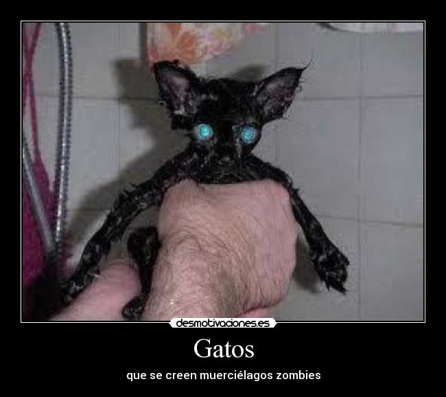 Gatos - 