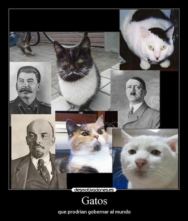 Gatos - 