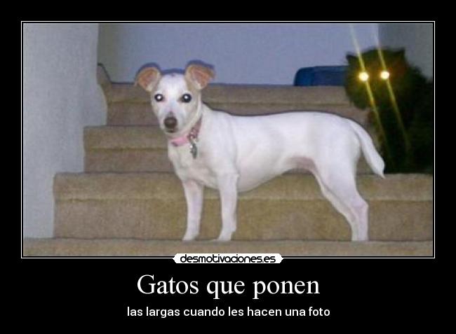Gatos que ponen - 