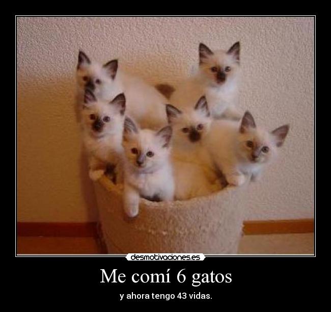 Me comí 6 gatos - 