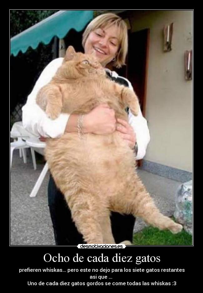 Ocho de cada diez gatos - 