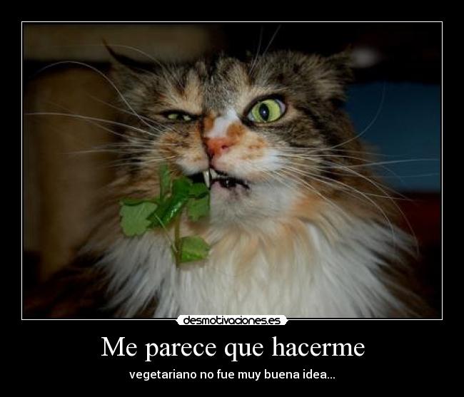 carteles gatosvegetariano walt_k desmotivaciones