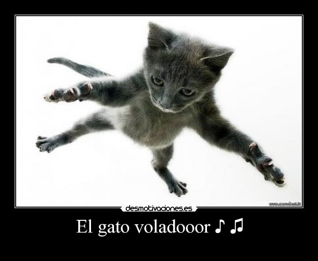 carteles gatosvolador desmotivaciones