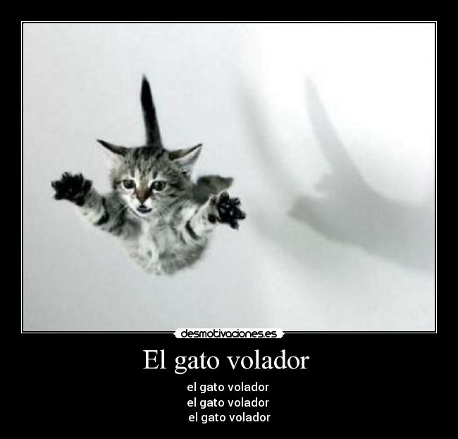 El gato volador  - el gato volador 
el gato volador 
el gato volador