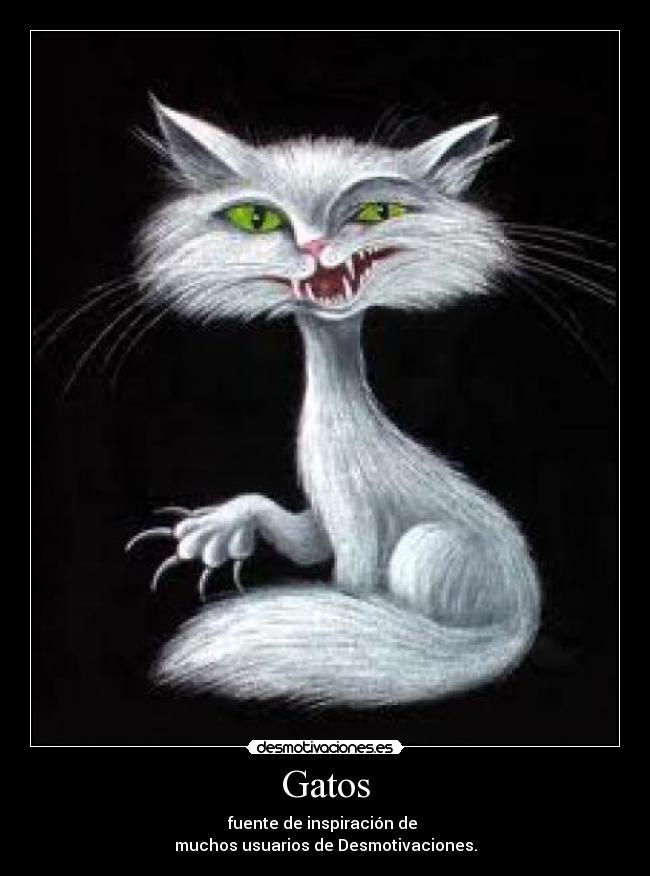 Gatos - 