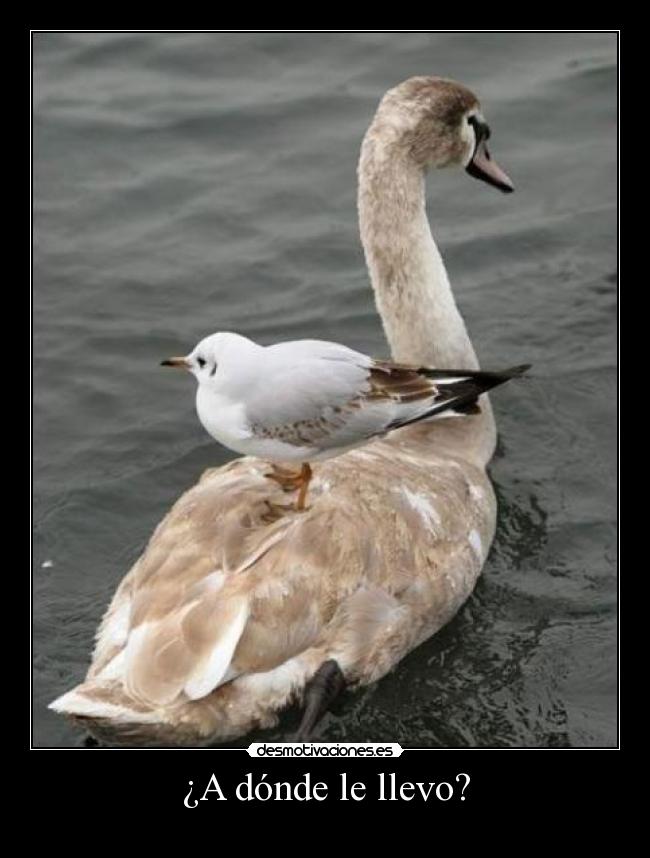 ¿A dónde le llevo? -
