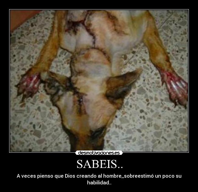 SABEIS.. - A veces pienso que Dios creando al hombre,,sobreestimó un poco su habilidad..