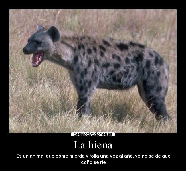 La hiena - Es un animal que come mierda y folla una vez al año, yo no se de que coño se rie