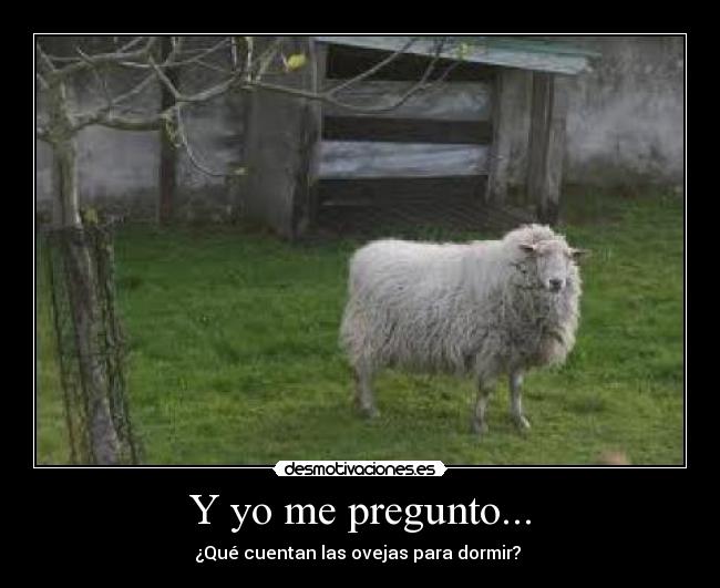 Y yo me pregunto... - ¿Qué cuentan las ovejas para dormir? 