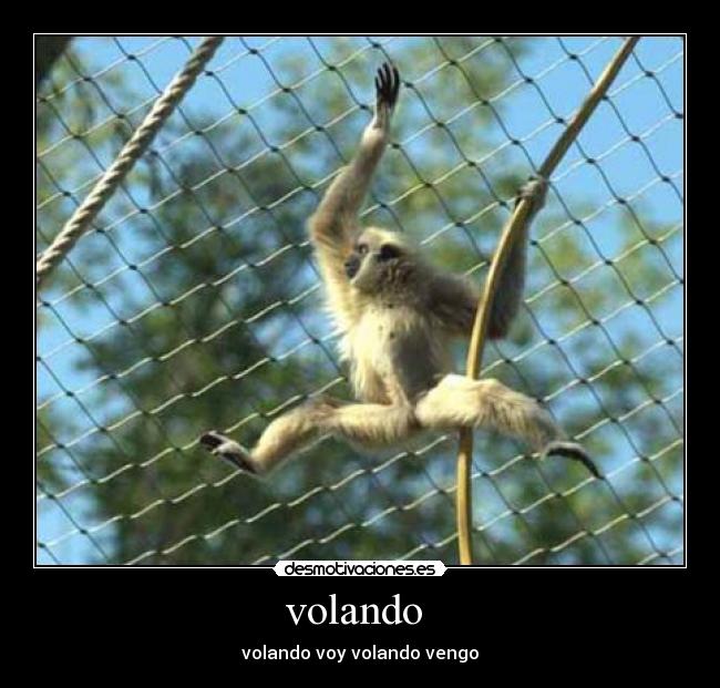 volando -