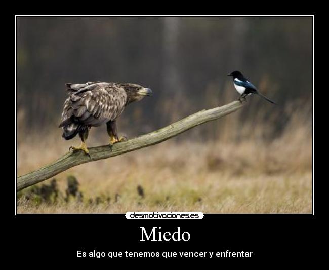 Miedo -