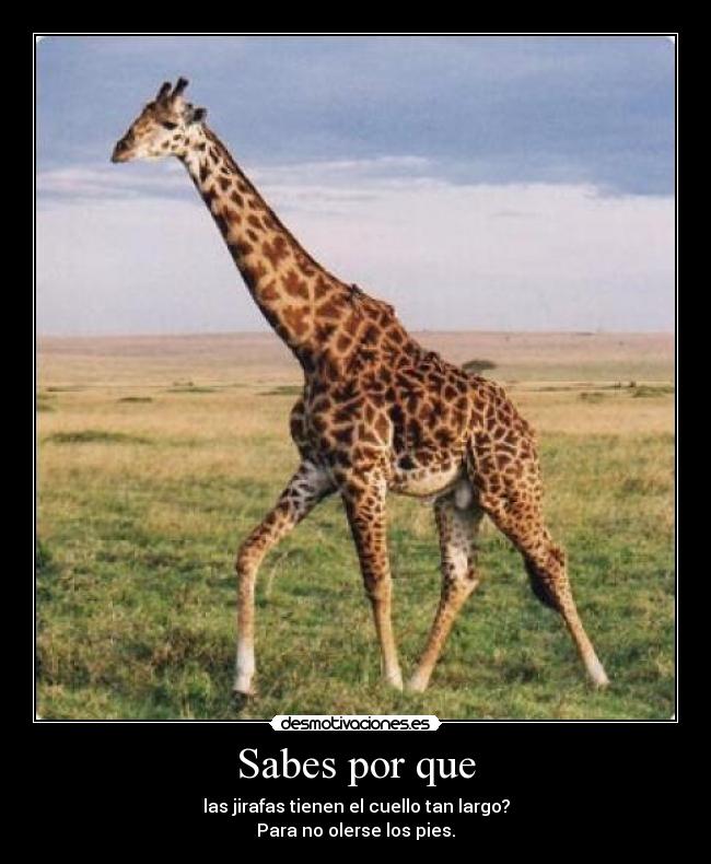 Sabes por que - las jirafas tienen el cuello tan largo?
Para no olerse los pies.