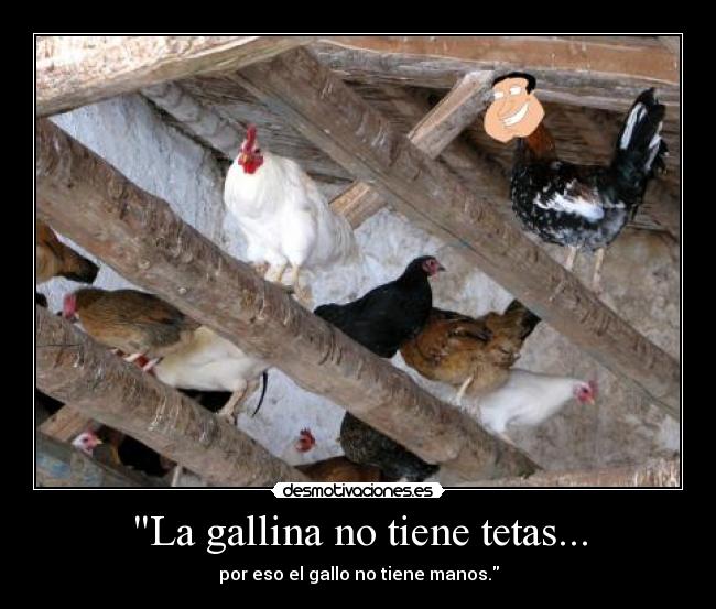 La gallina no tiene tetas... - 